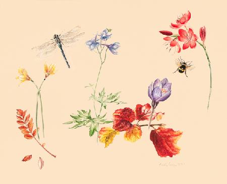 Autumn Flowers and insects 2019