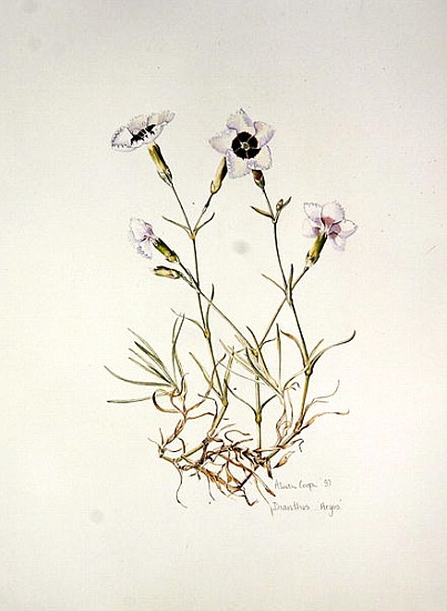 Dianthus Argus von Alison  Cooper