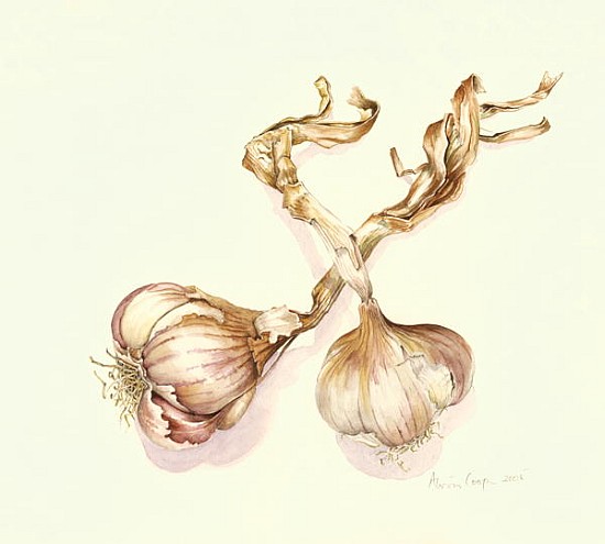Garlic bulbs, 2005 (w/c on paper)  von Alison  Cooper
