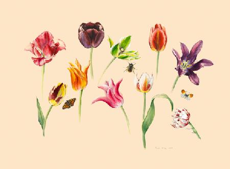 spring tulips and insects 2018
