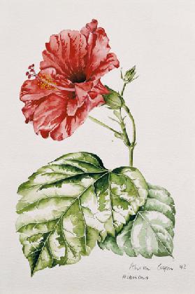 Hibiscus (crimson) 1992