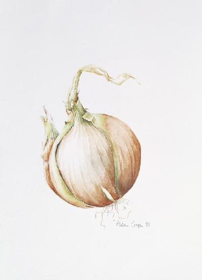 Onion Study, 1993 (w/c) 
