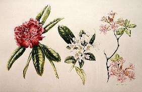 Rhododendron