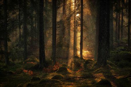 Das Licht im Wald