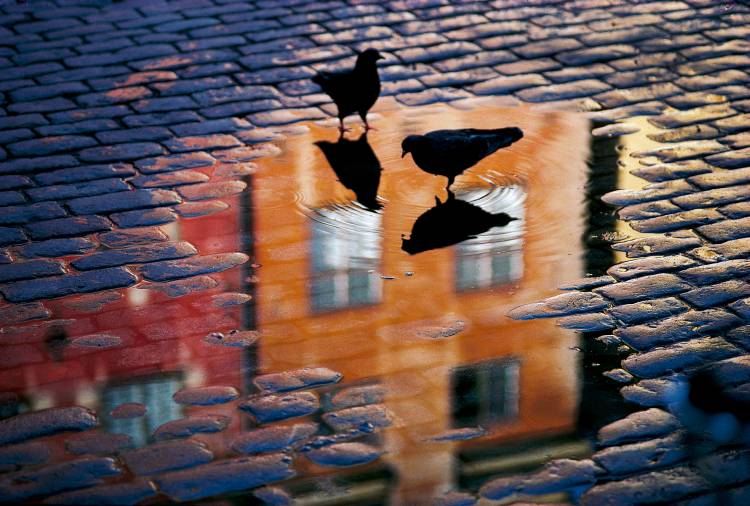 Pigeons von Allan Wallberg