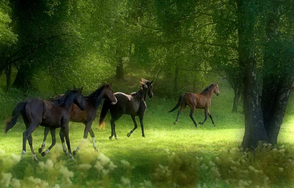 Running Horses von Allan Wallberg