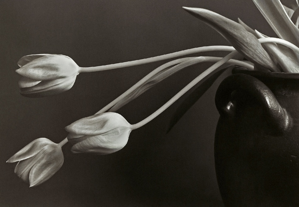 Tulpen. von Allan Wallberg