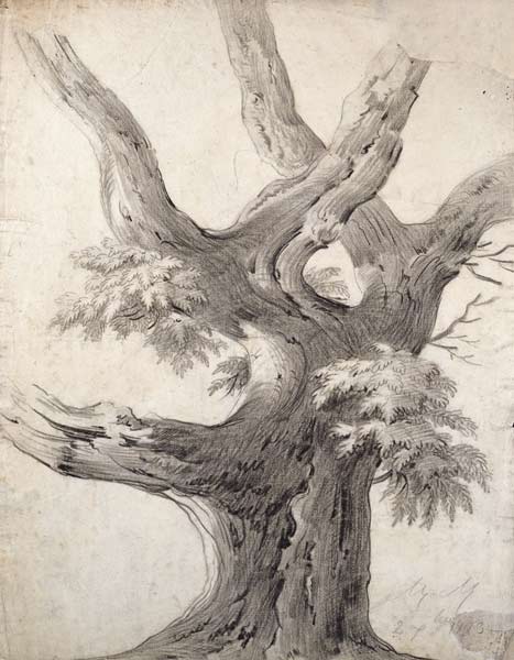 Study of a Tree von Alphonse Nicolas Michel Mandevare