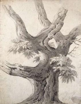 Study of a Tree 1823