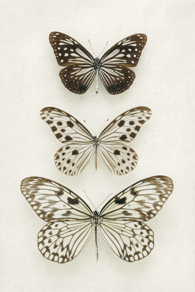 Drei neutrale Schmetterlinge von Alyson Fennell