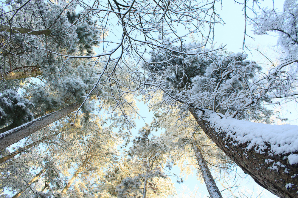 Hohe Kiefern,Schnee,goldenes Leuchten ii von Alyson Fennell