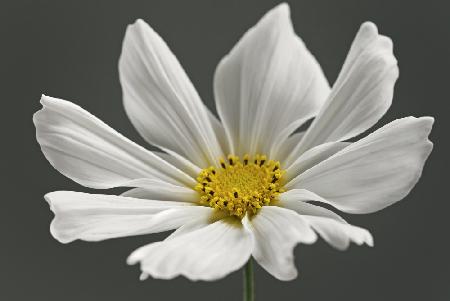 Kosmos-Blume