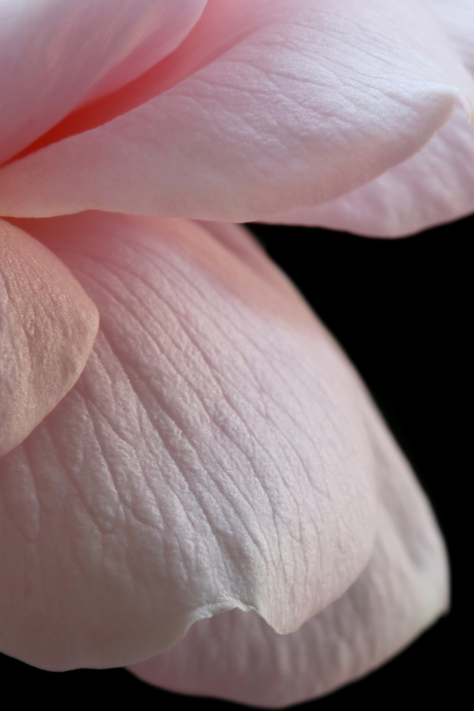 Nahaufnahme einer rosa englischen Rose von Alyson Fennell