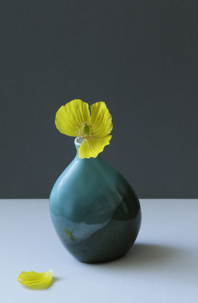 Stillleben mit gelber walisischer Mohnblume von Alyson Fennell