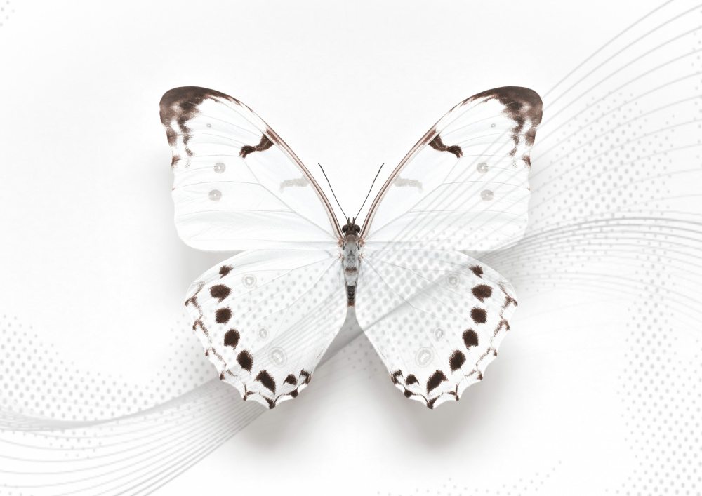Weißer Schmetterlingswirbel von Alyson Fennell