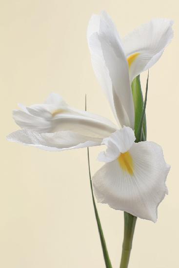 Weißes Irisblumenporträt