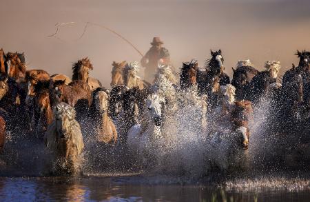 Unbesiegbare mongolische Pferde