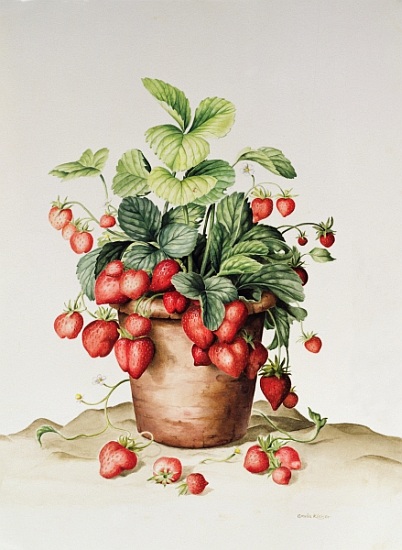 Strawberries in a pot von  Amelia  Kleiser
