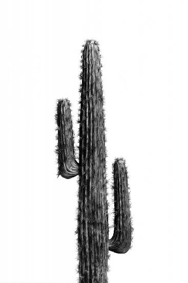 Kaktus Schwarz und Weiß 01