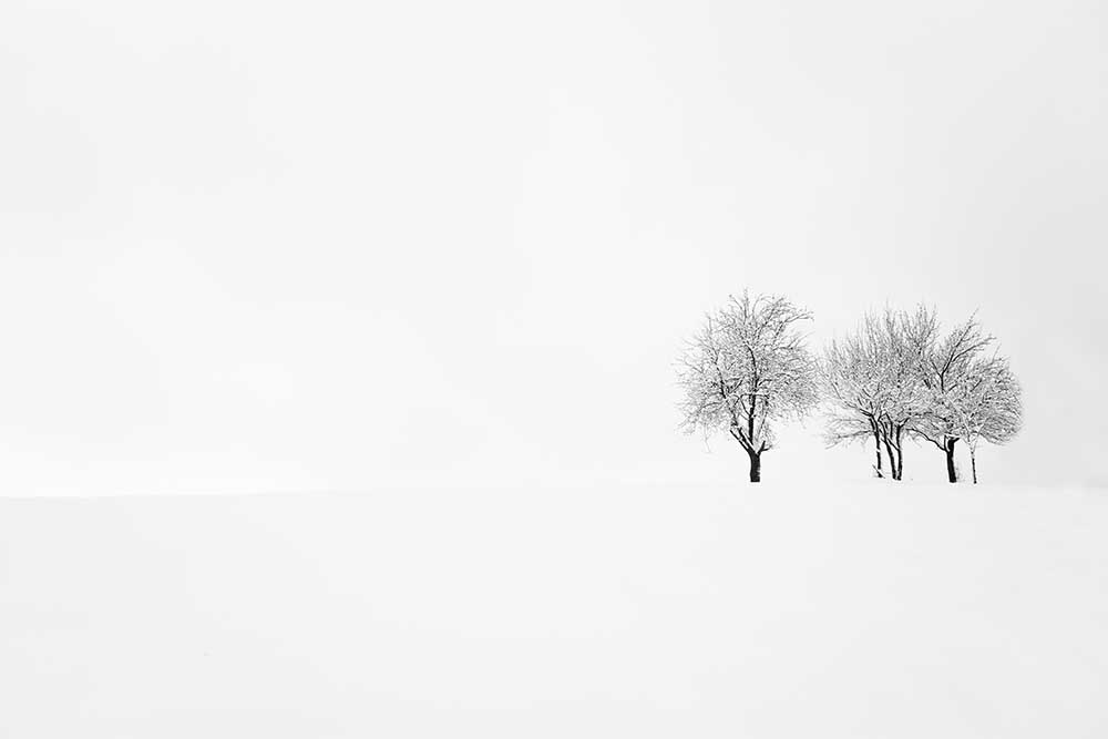 Baum und Stille von Amir Bajrich