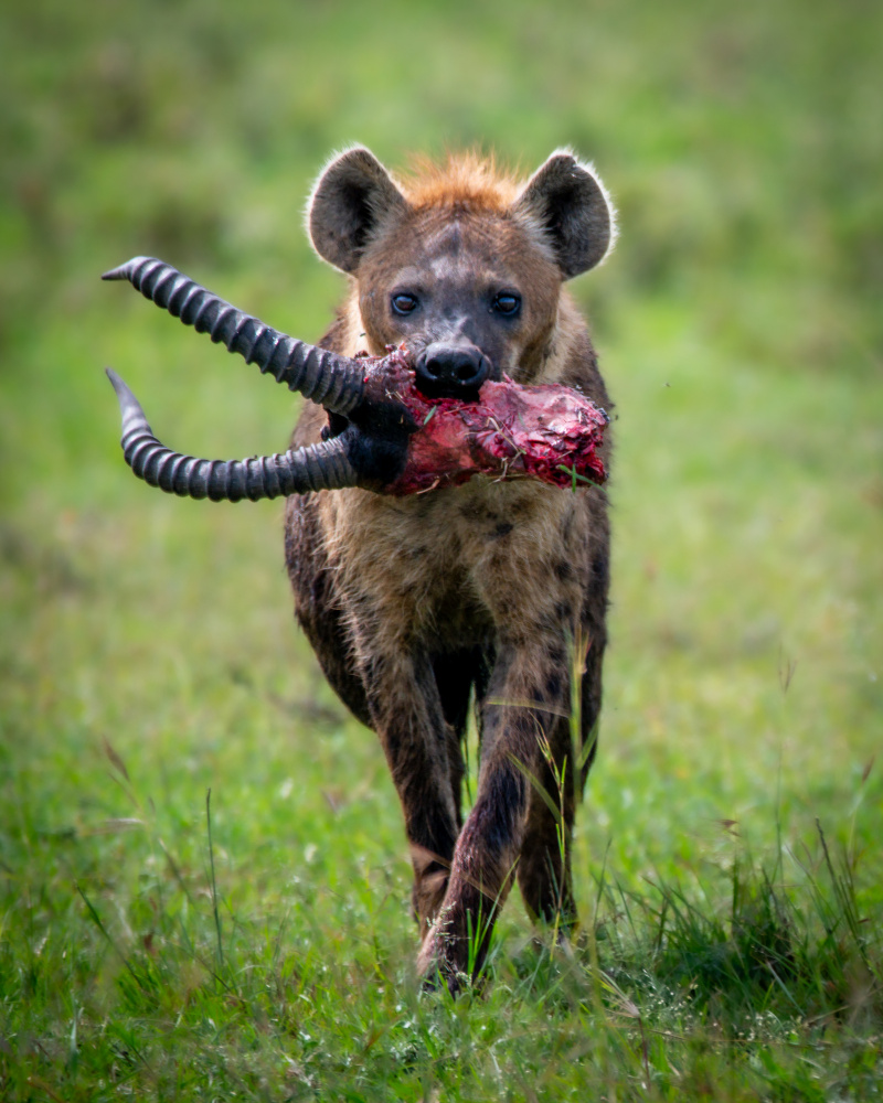 Abscheuliche Hyäne von Amro