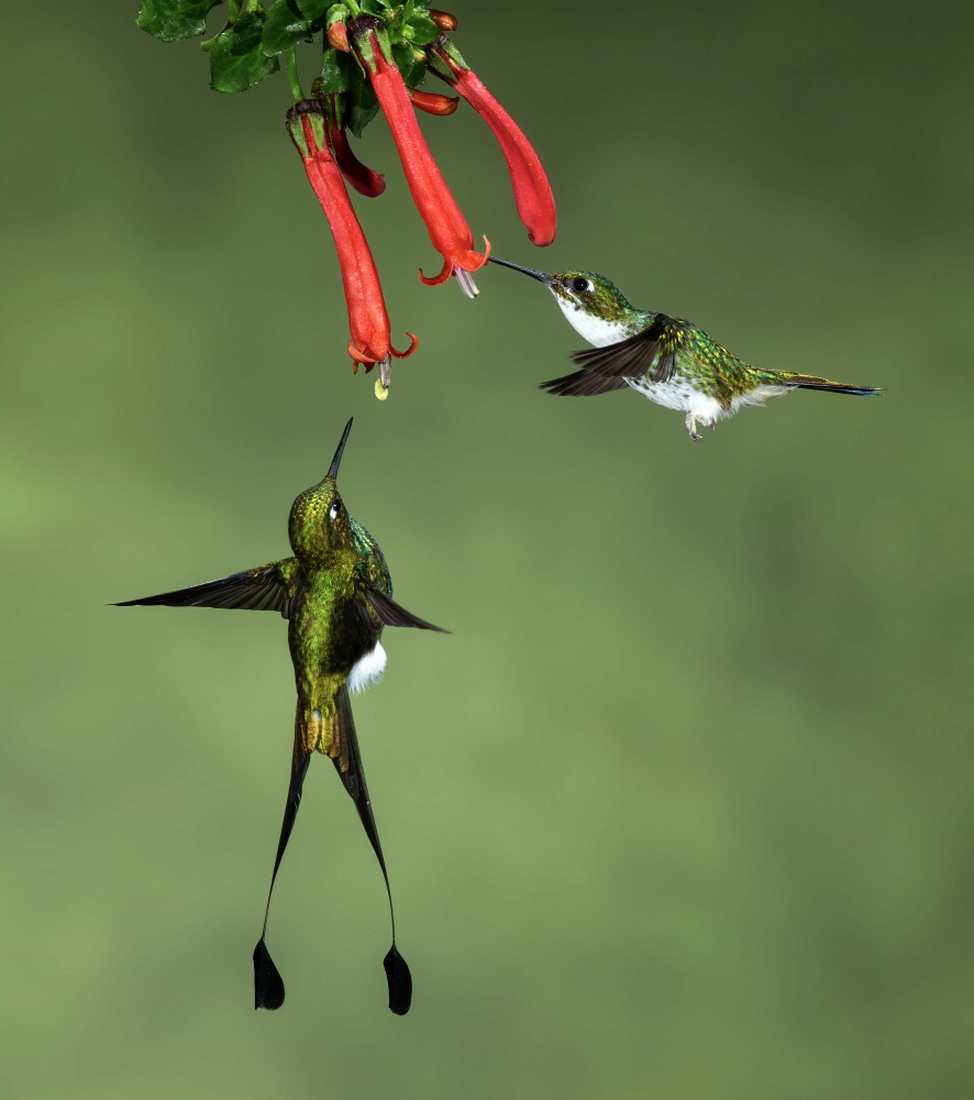 Gestiefelte Kolibris mit Schlägerschwanz von Amy Marques