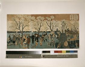 Kirschbäume in voller Blüte entlang des Sumida-Flusses. (Bokusui tsutsumi hanazakari no zu) 1881