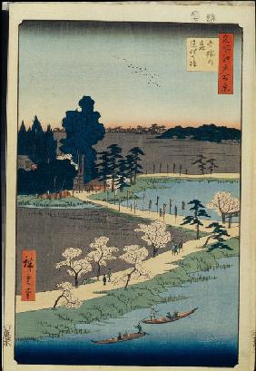 Zusammengewachsene Kampferbäume am Shinto Schrein Azuma-no mori (Einhundert Ansichten von Edo)