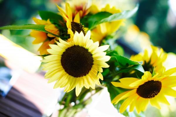 Sonnenblumen von Andreas Pollok