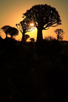 Köcherbaumwald Namibia von Andreas Pollok