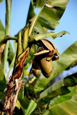 Bananenblüte auf der Isola Madre