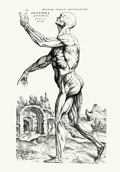 Musculature Structure of a Man (b/w neg & print) von Andreas Vesalius