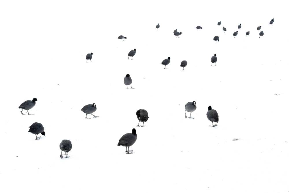 March of the coots von Andrew George