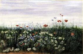 Poppies, Daisies and other Flowers by the Sea 19. Jh