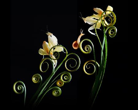 Gelbe Orchideen-Mantis