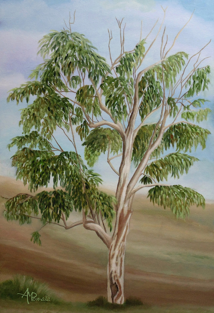 Eukalyptus von Angeles M. Pomata