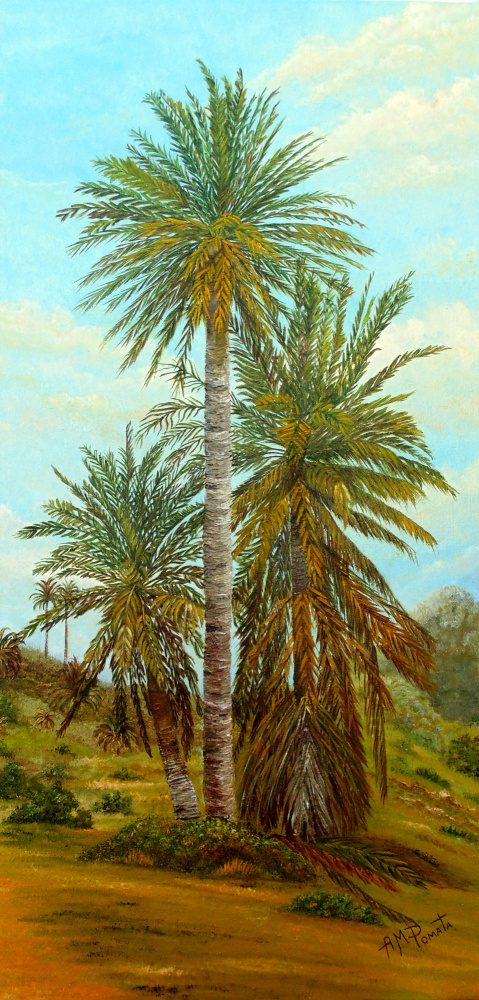 Palmen von Angeles M. Pomata