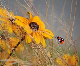 colors of summer