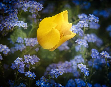 ein paar Blumen für die Ukraine