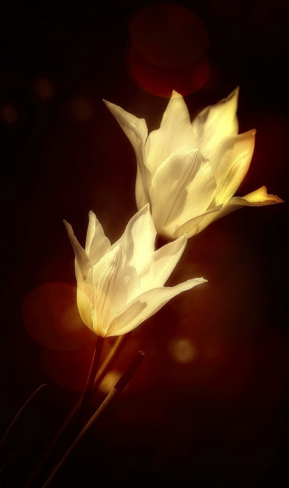 weiße Tulpen von Anna Cseresnjes