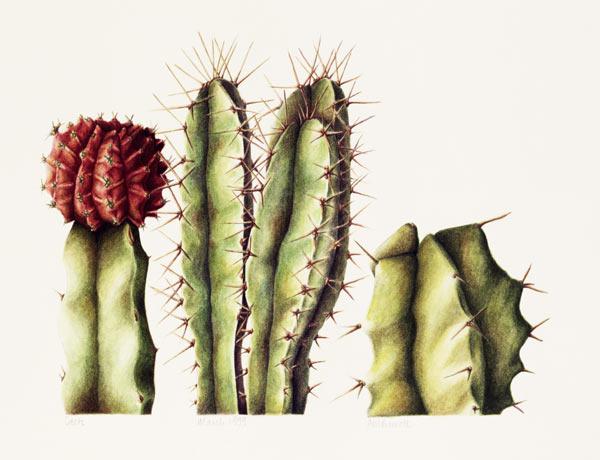 Cacti, 1999 (w/c on paper) 