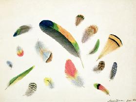 Studies of Feathers 1855  on