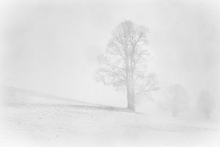 Nebliger Winter im Allgäu