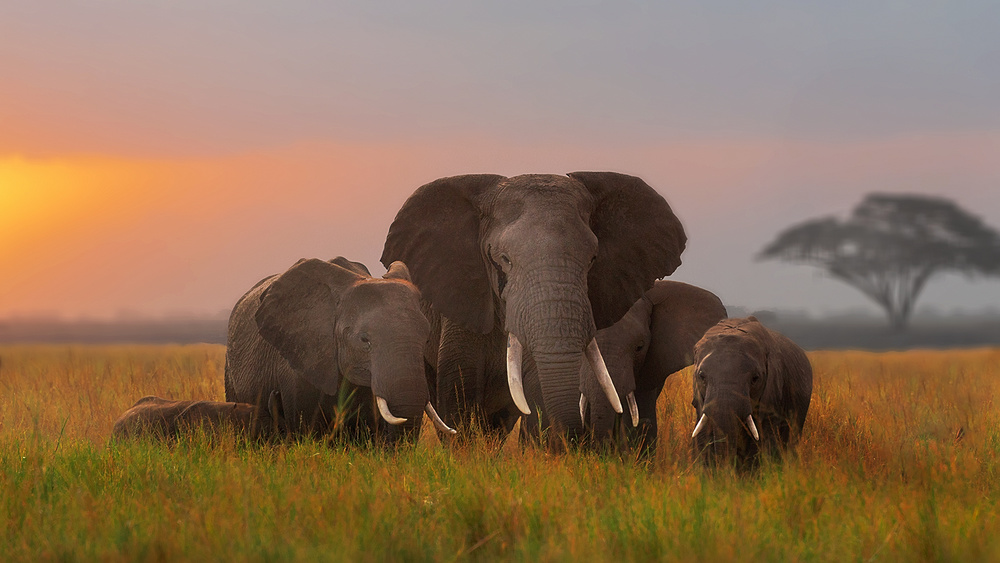 Elefantenfamilie in Amboseli von Annie Poreider