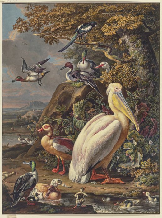 Ein Pelikan und eine Menge Wasservögel bei einer Eiche am Wasser, oben links fliegt eine Elster von Anonym