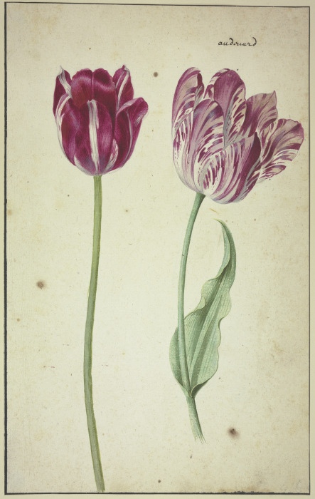 Zwei Tulpen von Anonym