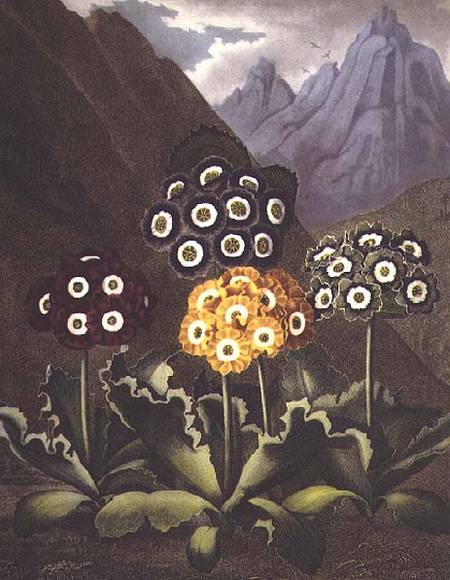 Auriculas from Dr John Robert Thorntons Temple of Flora, or Garden of the Botanist, Poet, Painter an von Anonymous