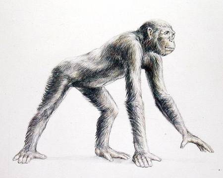 Dryopithecus Africanus von Anonymous