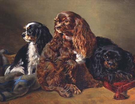 King Charles Spaniels von Anonymous
