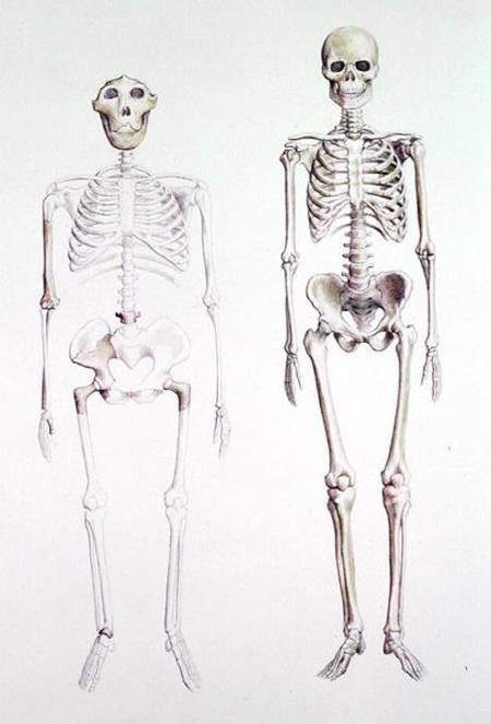 Skeletons of Australopithecus Boisei and Homo Sapiens von Anonymous